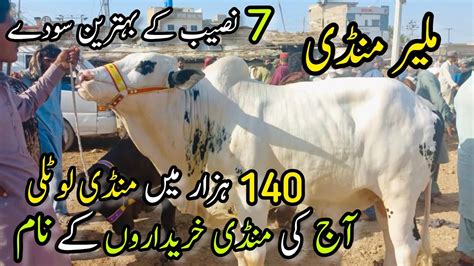 Malir Mandi Karachi Cattle Rates Update 2 May 2023 Cow Mandi 2023