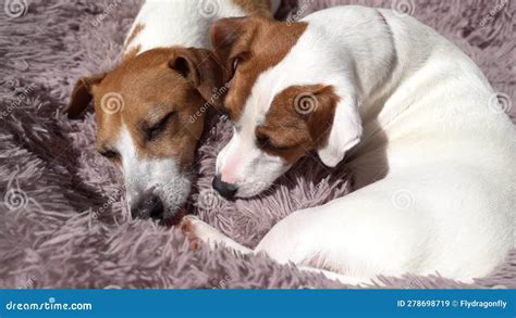 Cuddling Two Small White Dogs Jack Russell Terriers Licking Grooming