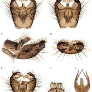 Male Terminalia Of Speolepta Orientalis Sp Nov Holotype