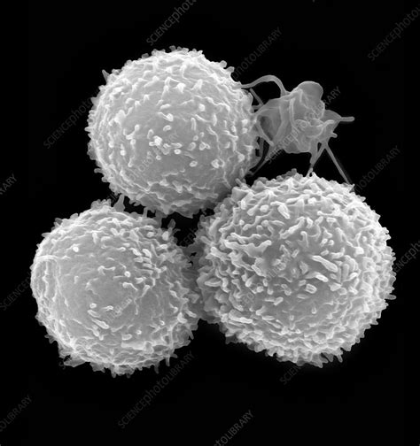 Human T Lymphocytes And Activated Platelet Sem Stock Image C