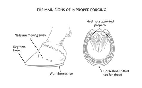 Horse Hoof Anatomy Chart