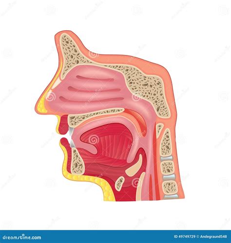 Anatomia Del Naso Isolata Sul Vettore Bianco Illustrazione Vettoriale