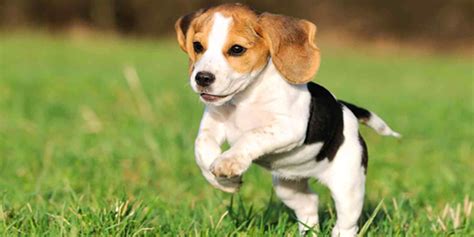 Beagle Dog Breed Information, Health, Pictures | DogExpress