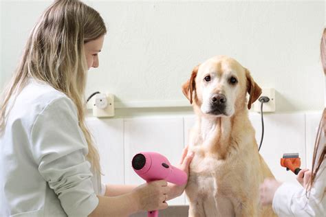 Mejores Universidades Para Estudiar Veterinaria En Panam