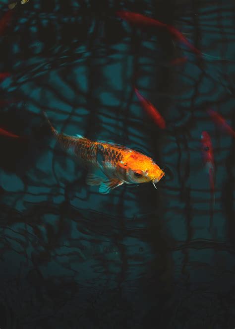 Aquarium Koi Carp Underwater Animal Hd Phone Wallpaper Peakpx