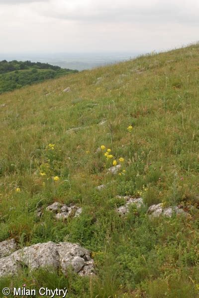 Festucetalia Valesiacae FloraVeg EU