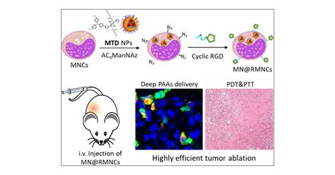 Engineered Cell Assisted Photoactive Nanoparticle Delivery For Image