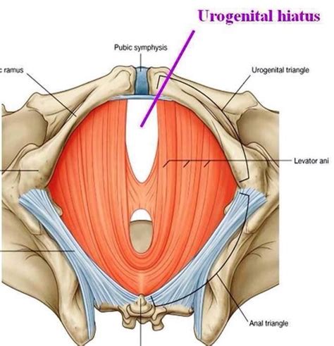 Pelvic Organs And The Perineum Flashcards Quizlet