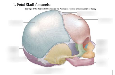 Fetal Skull Fontanels Anterolateral