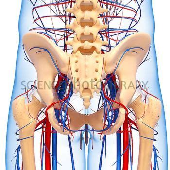 Detailed Circulatory System On Skeleton Pelvis Anatomy Artwork