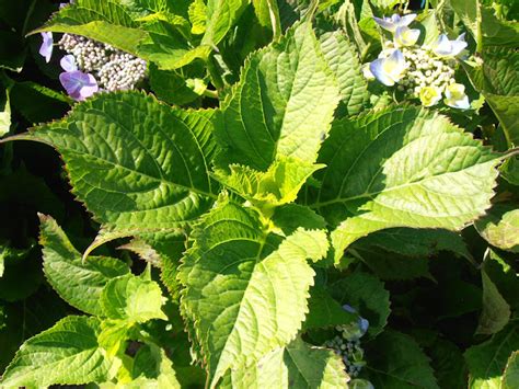 Hortensia Hydrangea Macrophylla Plantas Riomoros