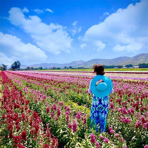 Lompoc Flower Fields Map | Best Flower Site