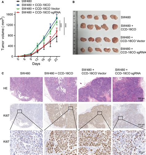 Integrin α5 Subunit Is Required For The Tumor Supportive Role Of