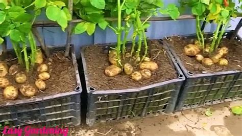 Asuccessfulideaof Growingpotatoesathomewithdensefruits360p Video Dailymotion