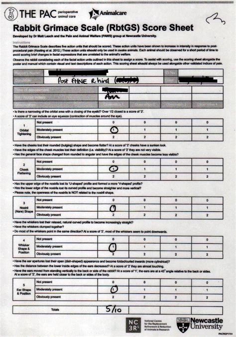 Pain In Rabbits A Review For Veterinary Nurses Part 2 Management Of