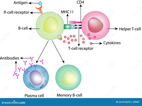 Attivazione Della Cellula Sistema Immunitario Adattivo Cellula Al