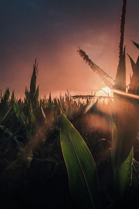 Rainy Rural Corn Field Sunrise Photograph By Bella B Photography Fine