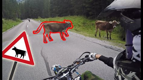 Cows On The Road Ride Safe Youtube