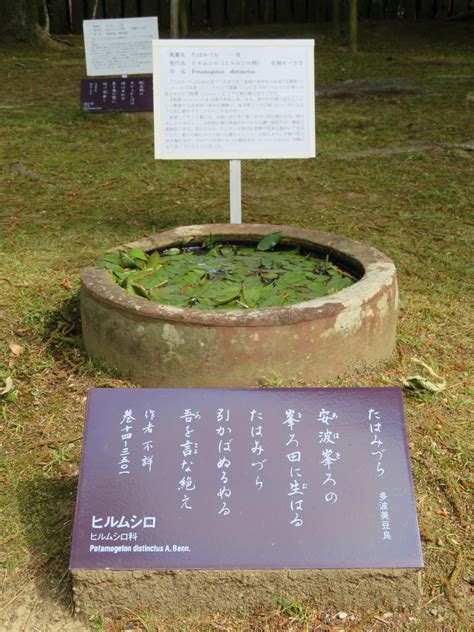 万葉歌碑を訪ねて（その1121）―奈良市春日野町 春日大社神苑萬葉植物園（81）―万葉集 巻十四 三五〇一 万葉集の歌碑めぐり