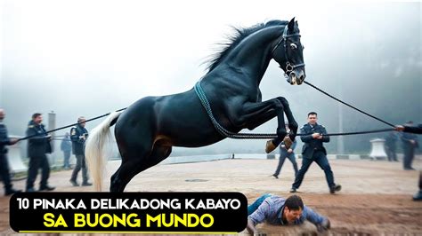 pinaka delikadong lahi ng kabayo sa buong mundo kabayo na kayang