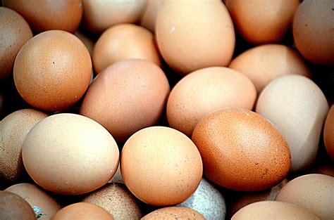 Fresh Eggs Free Stock Photo Public Domain Pictures