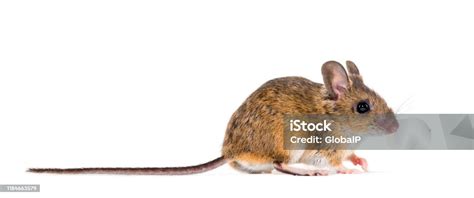 Eurasian Mouse Apodemus Species In Front Of White Background Stock