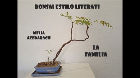 Como Hacer Un Bonsai Estilo Literati YouTube