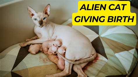 Dont Click If You Are Sensitive Sphynx Cat Giving Birth To 5 Gorgeous Kittens Youtube