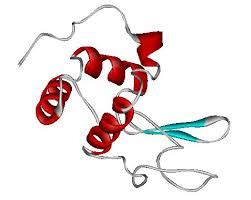 Lysozyme structure. 3D pictures of chicken egg white Lysozyme structure