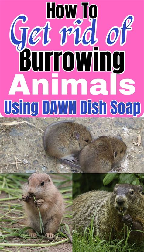 How To Get Rid Of Burrowing Animals Artofit