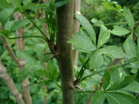 Eleutherococcus sieboldianus (Angelica Shrub, Five-fingered Aralia ...