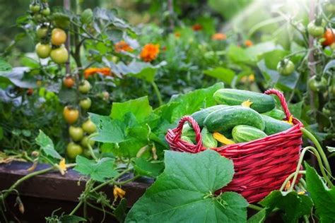 Vegetable Gardening Tips For Summer Knights Garden Centres