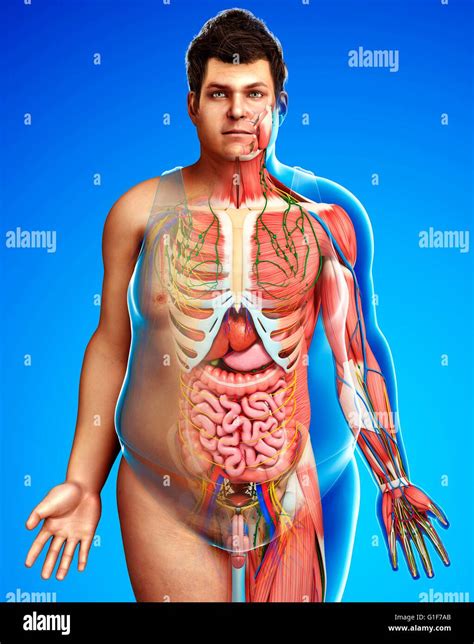 Menschliche Innere Anatomie Fotos Und Bildmaterial In Hoher Aufl Sung