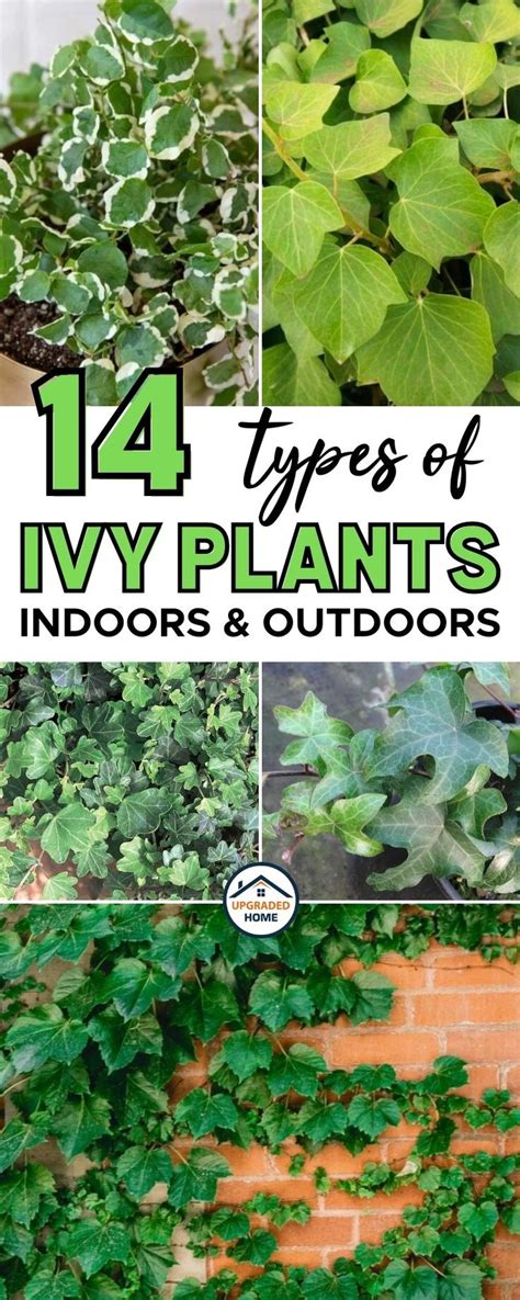 Ivy Is A Type Of Plant That Grows Best For Ground Cover Or Climbing Up