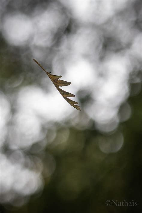 Bokeh L automne arrive nathaïs Photographie Flickr