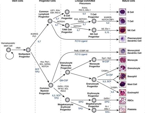 Hematopoietic Stem Cells Markers