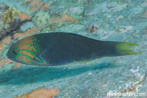 Thalassoma Hebraicum Goldbar Wrasse