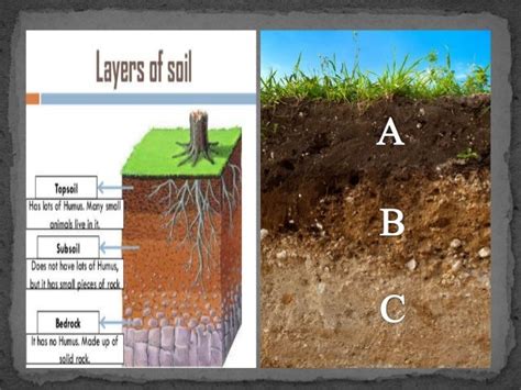 Soil formation