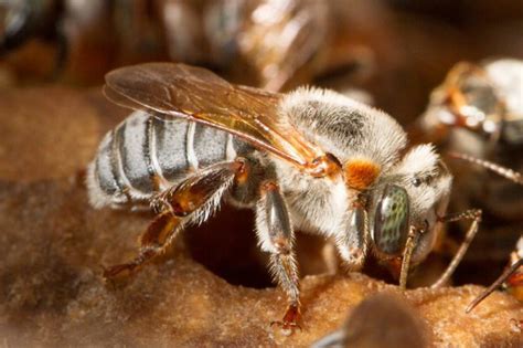 Meliponicultura O Sistema De Cria O De Abelhas Sem Ferr O