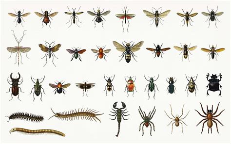 Different Types Of Bugs And Insects