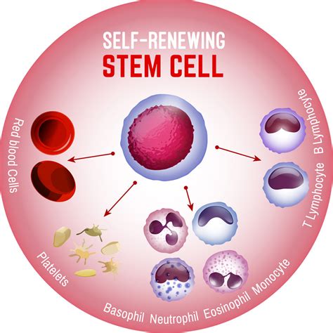 Stem Cell Therapy For Joints Trssi Stem Cell Therapy Prp