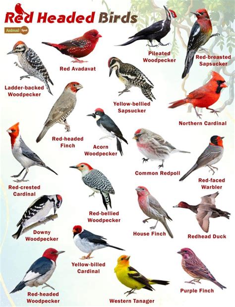 Red Headed Birds Facts List Pictures