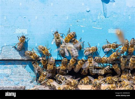 Swarm Of Honey Bees Flying Around Beehive Bees Returning From Collecting Honey Fly Back To The