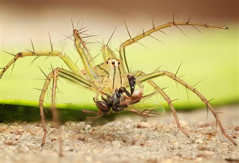 1920x1080 Wallpaper 8 Legged Spider Peakpx