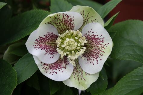 Helleborus Orientalis Pretty Ellen White Spotted Verhulst Van