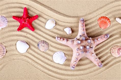 Premium Photo | Starfish and shells on the beach