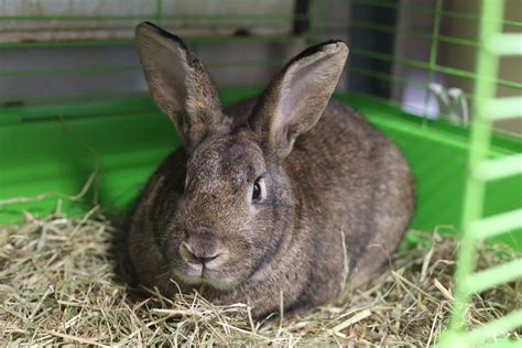 Adoption De Inddy Ind Finie Lapin Nain B Lier R Gion Le De France