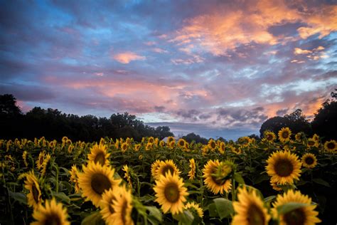 Kansas Sunflower Field Fine Art Photography by Pitts | Etsy