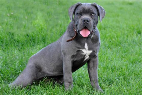 Nan Cane Corso Italiano Temperamento Razza Storia E Carattere