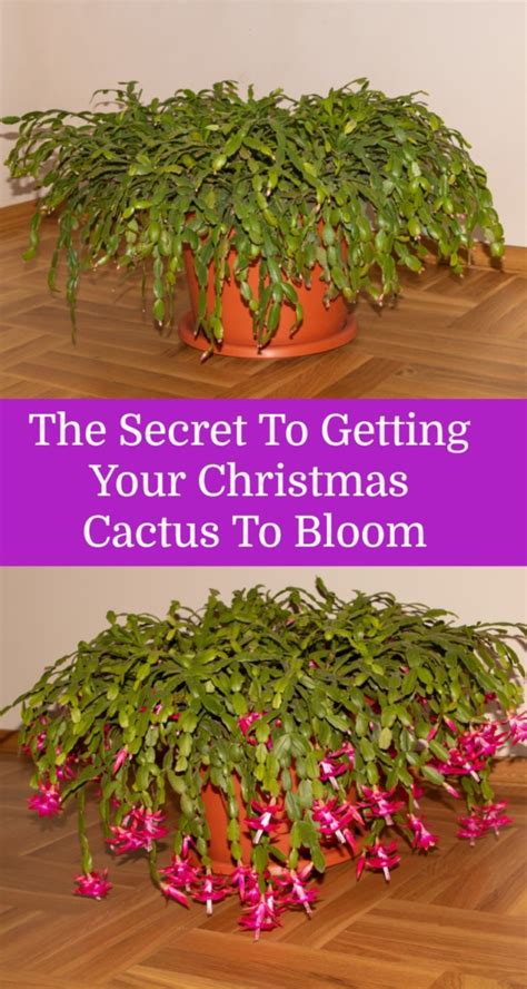 Christmas Cactus How To Id And Care For Everyones Favorite Holiday Plant